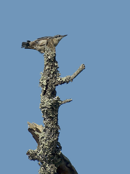 Pähkinänakkeli, Eurasian Nuthatch, Sitta europaea